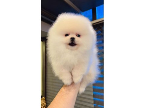 Dişi Ve Erkek Teddy Bear Pomeranian Yavrular