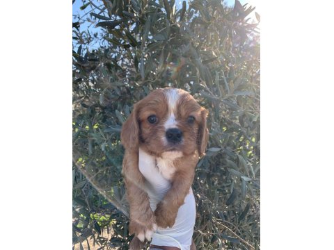 Cavalier King Charles Ruby