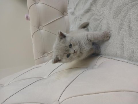 Son Kalan Safkan Orjinal Dişi British Shorthair Yavrum