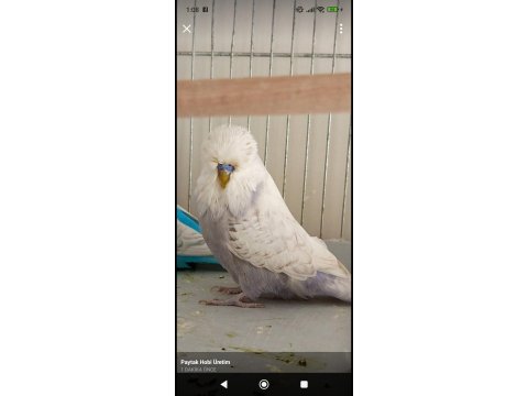 2 Adet Vasıflı Show Jumbo Erkek Muhabbet Kuşu