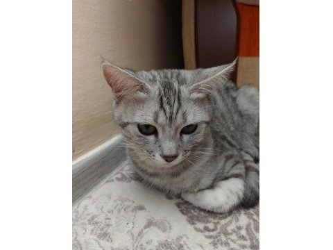 5 Aylık British Shorthair