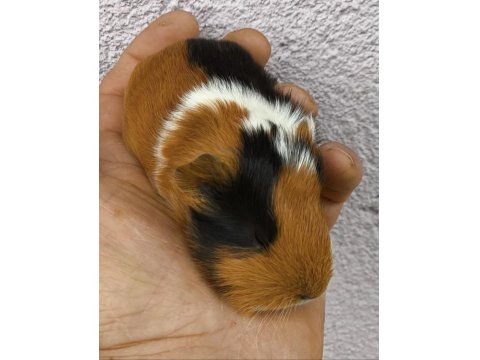 Her Zaman Ginepig Yavrular Bulunur