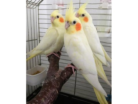 35 Günlük Yavru El Besleme Bebek Sultan Papağanlar