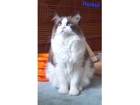 Ragdolltown - Kedi Kasabası