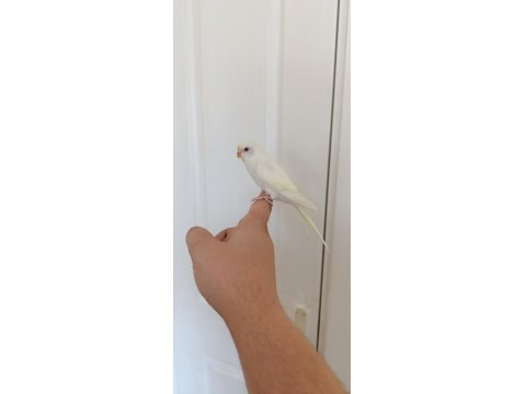 1 Aylık Yavru Dişi Muhabbet Kuşumuz