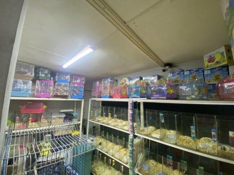 Hamster Baby Fish Aquarium Antalya