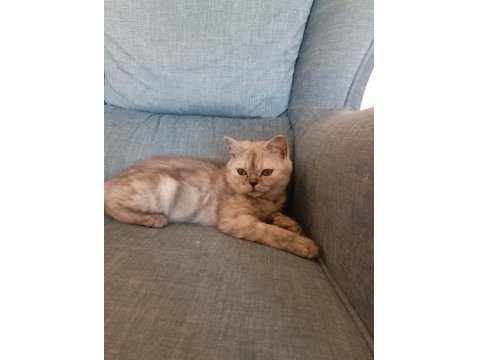 Ücretsiz 4 Aylık Dişi Kedimiz