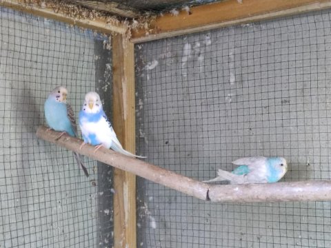 Dişi Muhabbet Kuşlar