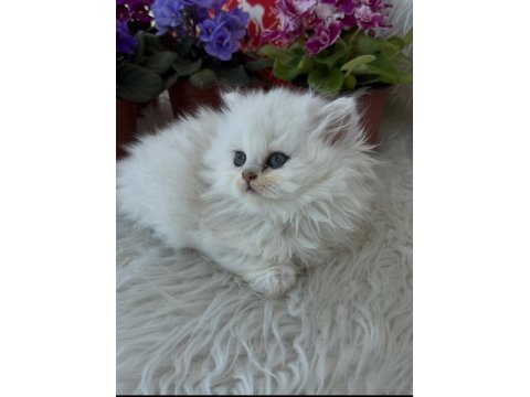 British Longhair Dişi Silver Yeşilgöz