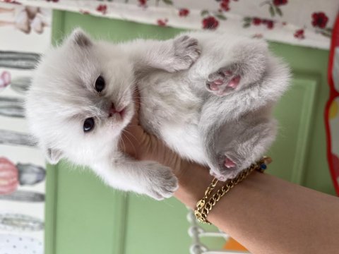 Blue Point Cinsi Bebek Kedimiz