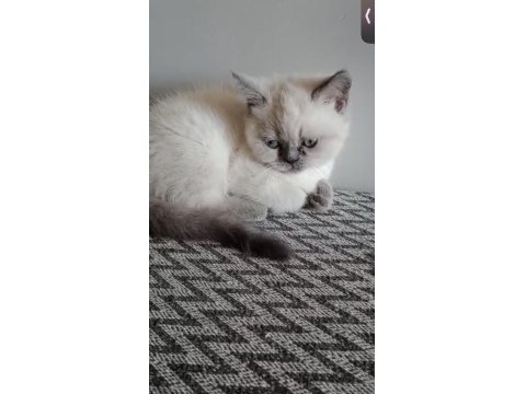 2 Aylık Dişi Blue Point British Shorthair