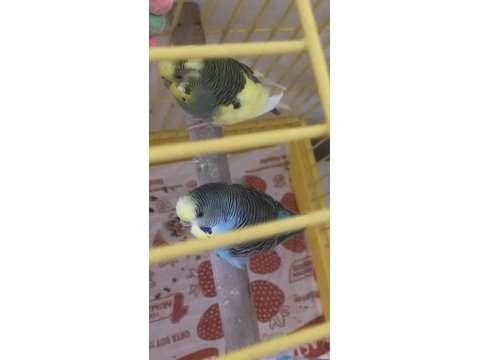 Genç Çift Uysal Kuşlarımız