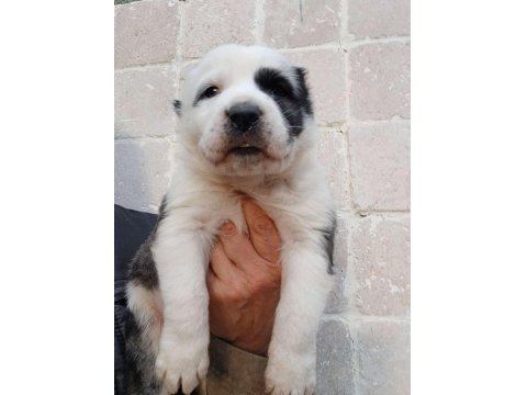 Sağlıklı Alabay Yavrular