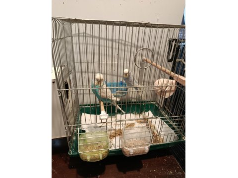 Yerli Ve Rainbow Muhabbet Kuşu Yavrular Ve Anaçlar