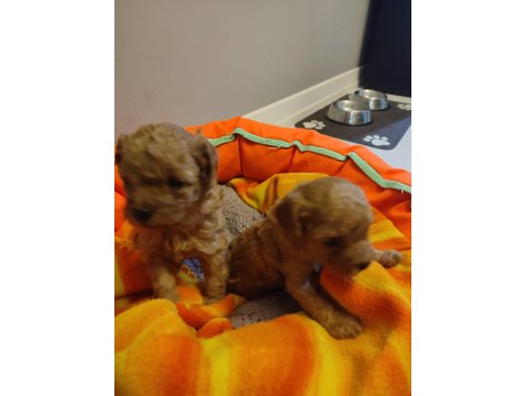 1 Aylık Erkek Toy Poodle Yavru