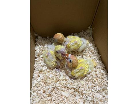 El Besleme Sarı Monk Papağanı Yavrum