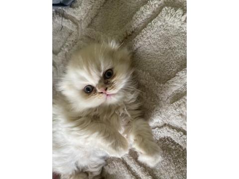 Dişi İran Persian 1.5 Aylık