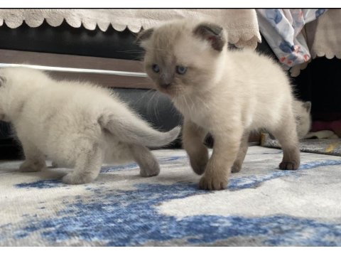 Bluepoint Yavru Kediler 1,5 Aylık