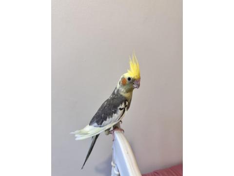 Sultan Papağanlar Sahiplendirilecektir