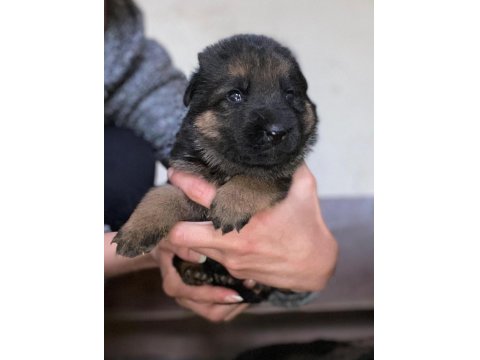 A Kalite Showline Şecereli Alman Kurdu Yavrular