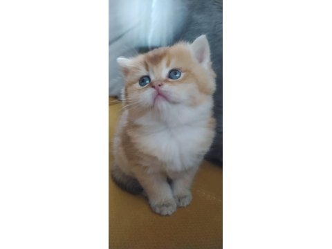 Golden British Shorthair Dişi Yavrular