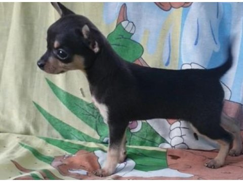 Mini Mini Pinscher Yavrularımız