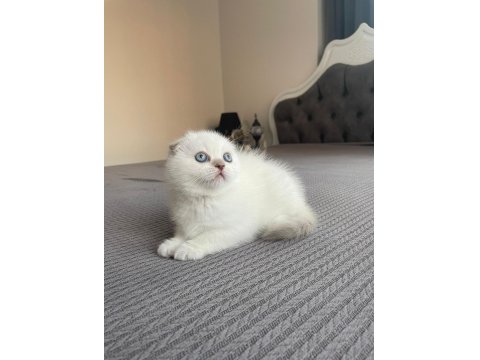 Güzeller Güzeli Scottish Fold Kedimiz Yeni Yuvasına Gitmeyi Bekliyor