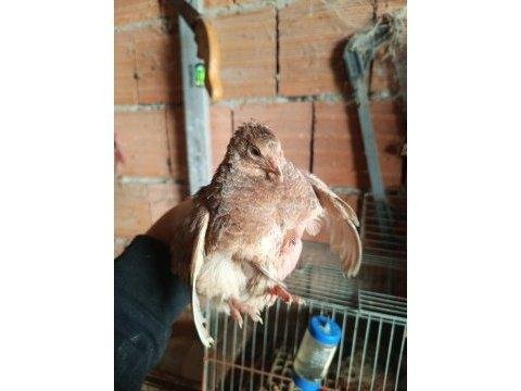 En Uygun Bıldırcın Yumurtası