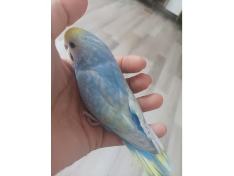 Boncuk Muhabbet Kuşu Kardeşler 25/30 Günlük