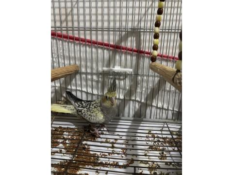 3 Adet İki Aylık Yavru Sultan Papağanlar