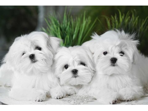 Korean Maltese Terrier