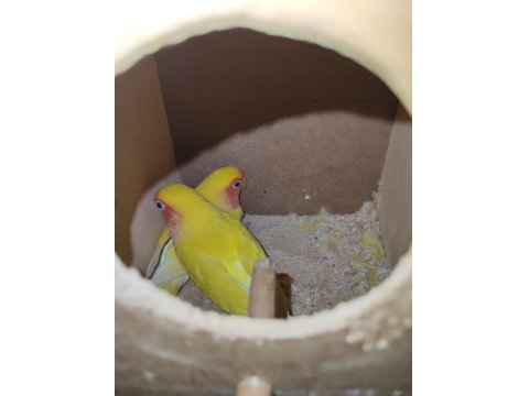 Kafesiyle Birlikte Çift Cennet Papağanı