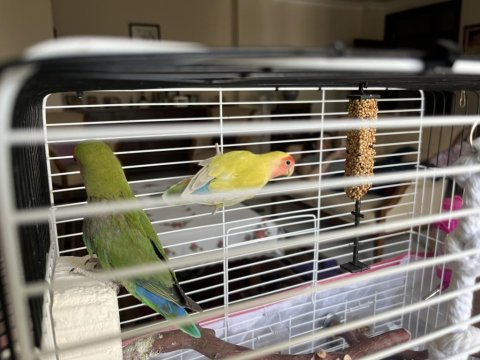 Çift Yumurta Yapmış Sevda Papağanı