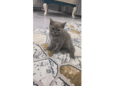 British Shorthair Yavrular Teslime Hazır