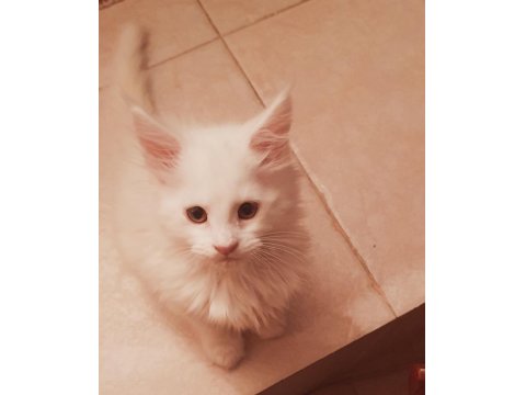 Maine Coon Yavru Kedimiz