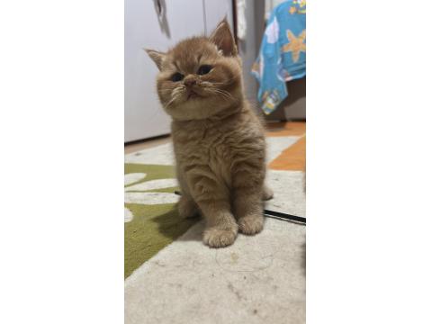 British Shorthair Turuncu Yavru