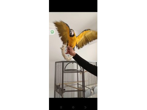 El Besleme Yavru Macaw Papağanı Foto Çekimlerinde Kullanabilirsiniz