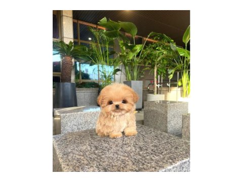 Minnoş Toy Poodle Bebeklerimiz