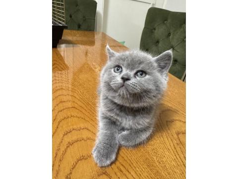 2 Aylık British Shorthair Yavrular