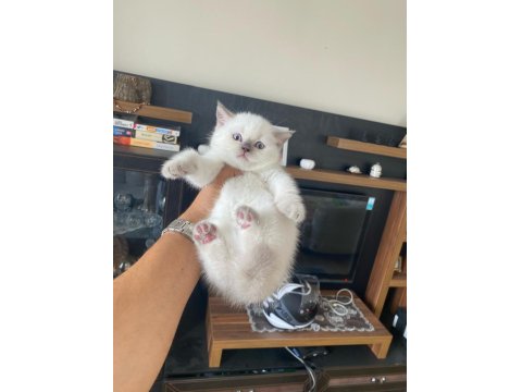 Safkan British Shorthair Yavrularımız