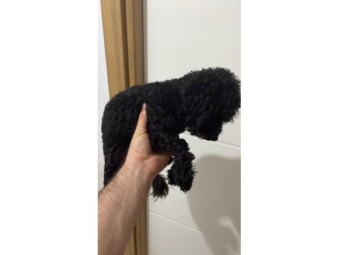 Siyah Toy Poodle 8 Aylık