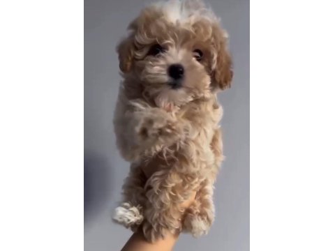2 Aylık Dişi Kore Kan Maltipoo