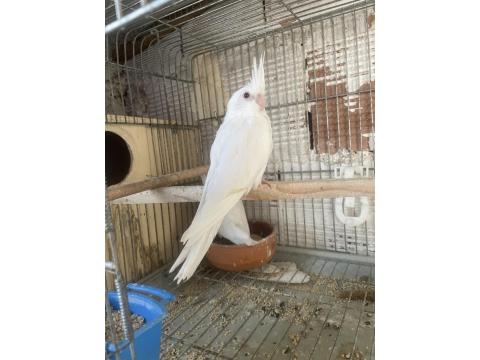 Yavru Sultan Papağanları Ele Alıştırmalık