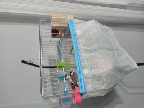 Java Takım Bülbüller