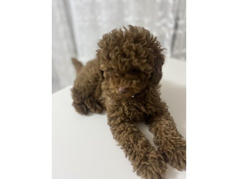 Toy Poodle 4 Aylık