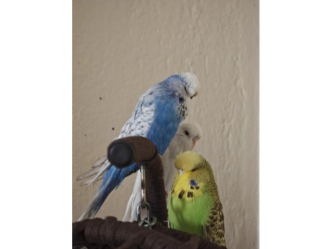 Vasıflı Şov Muhabbet Kuşu