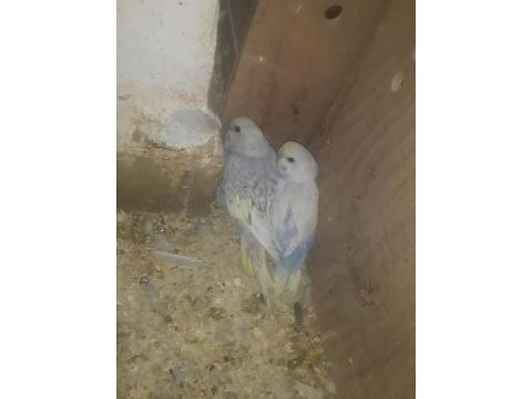 Rainbow Ve Texas Yeni Yeme Düşmüş Yavru Muhabbet Kuşları