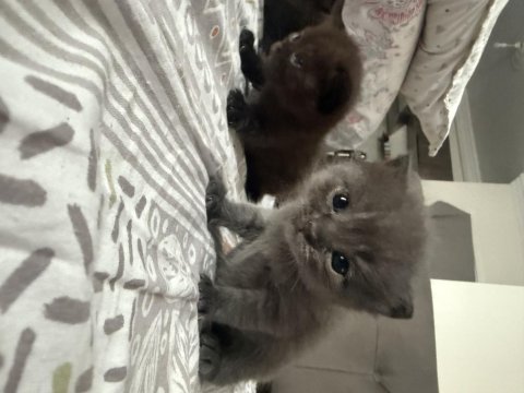 British Shorthair Bebek Kediler