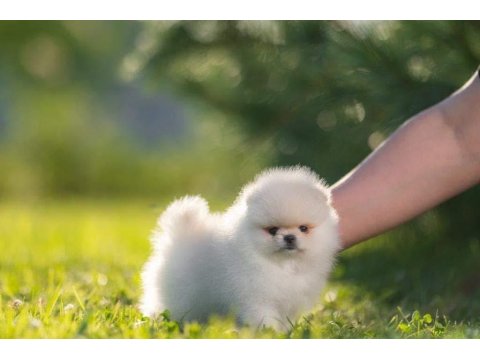 Pomeranian Boo Teddy Bear Yavrularımız