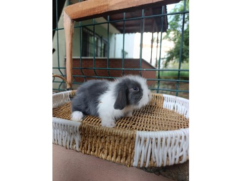 Orjinal Hollanda Teddy Lop Tavşanı Yavrular